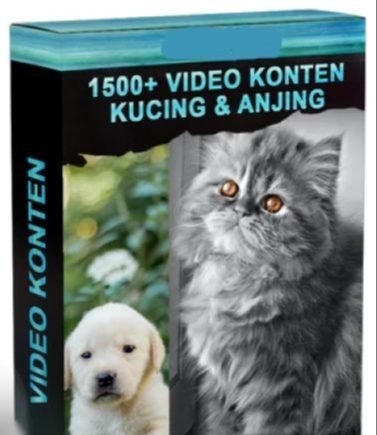 1000 VIDEO KONTEN KUCING LUCU + 1500 VIDEO KONTEN KUCING DAN ANJING LUCU