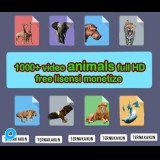 1000++ VIDEO KONTEN HEWAN ANIMALS Siap Upload di Sosmed Shorts Reels Shopee TikTok - Video Affiliate